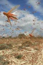 Swarm Chasers: Locusts