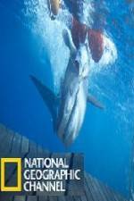 National Geographic Shark Men Surfs Up