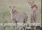 Surviving the Serengeti