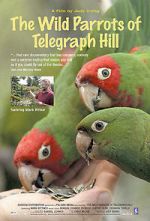 The Wild Parrots of Telegraph Hill