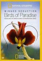 Winged Seduction: Birds of Paradise