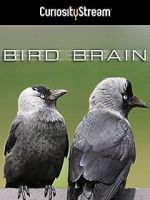 Bird Brain