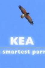 Kea - The Smartest Parrot