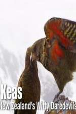 Keas: New Zealand\'s Witty Daredevils