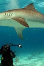 Dive To Tiger Shark Central