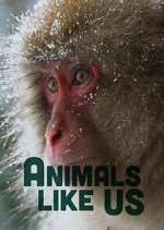 Animals Like Us