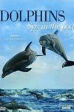 Dolphins: Spy in the Pod