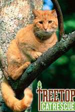 Treetop Cat Rescue